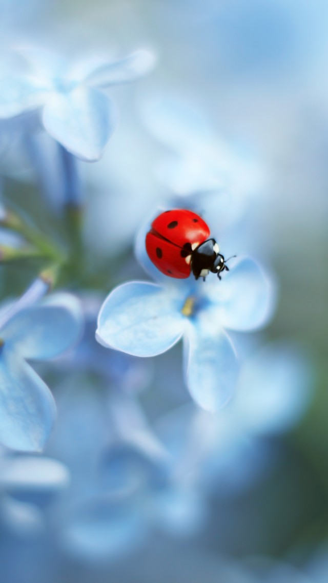 Божья коровка, Ladybug, flower, 4K (vertical)