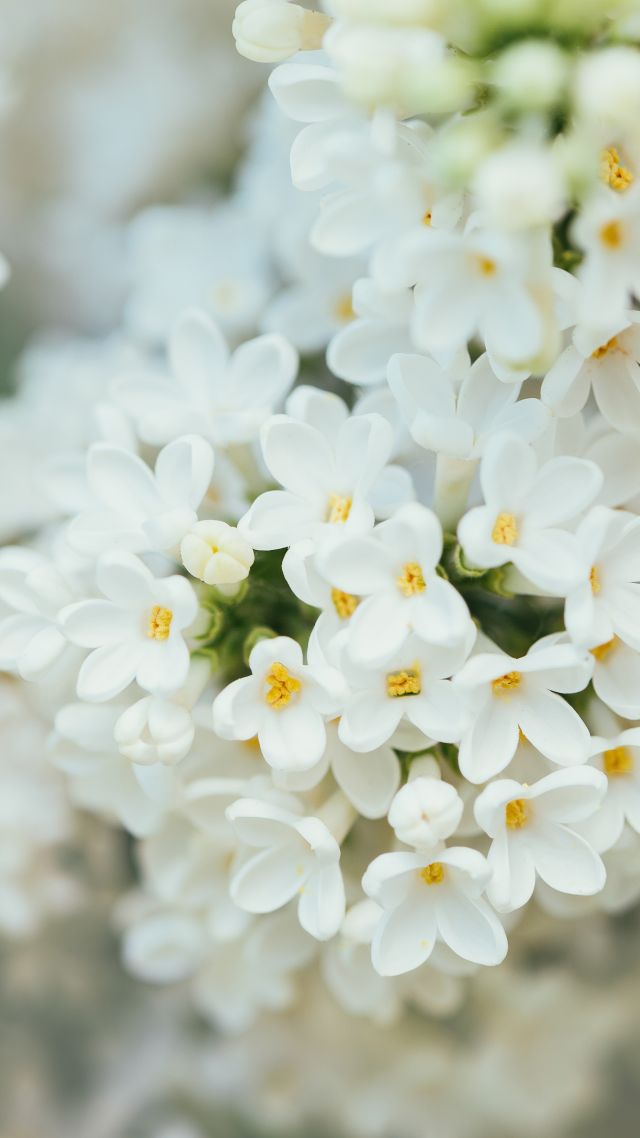 Белые цветы, White Flower, spring, 4K, 7K (vertical)