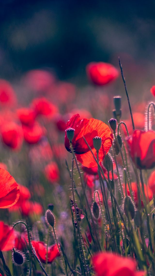 Маки, красные цветы, Poppy, Red Flower, Summer, 4K, 5K (vertical)