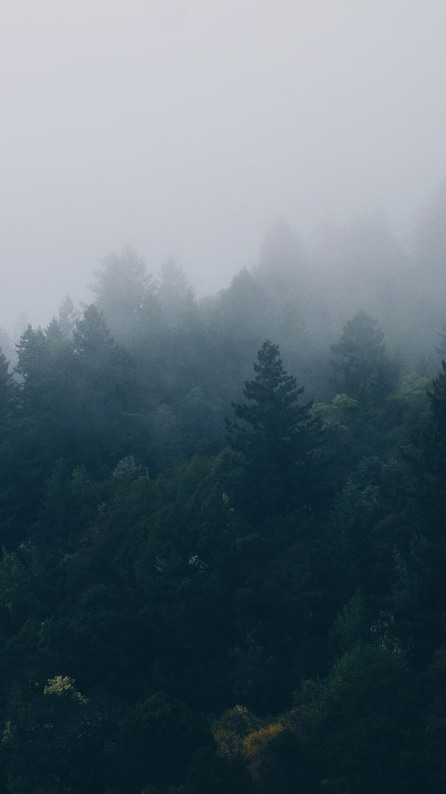 Скандинавия, лес, Scandinavia, fog, 4K (vertical)
