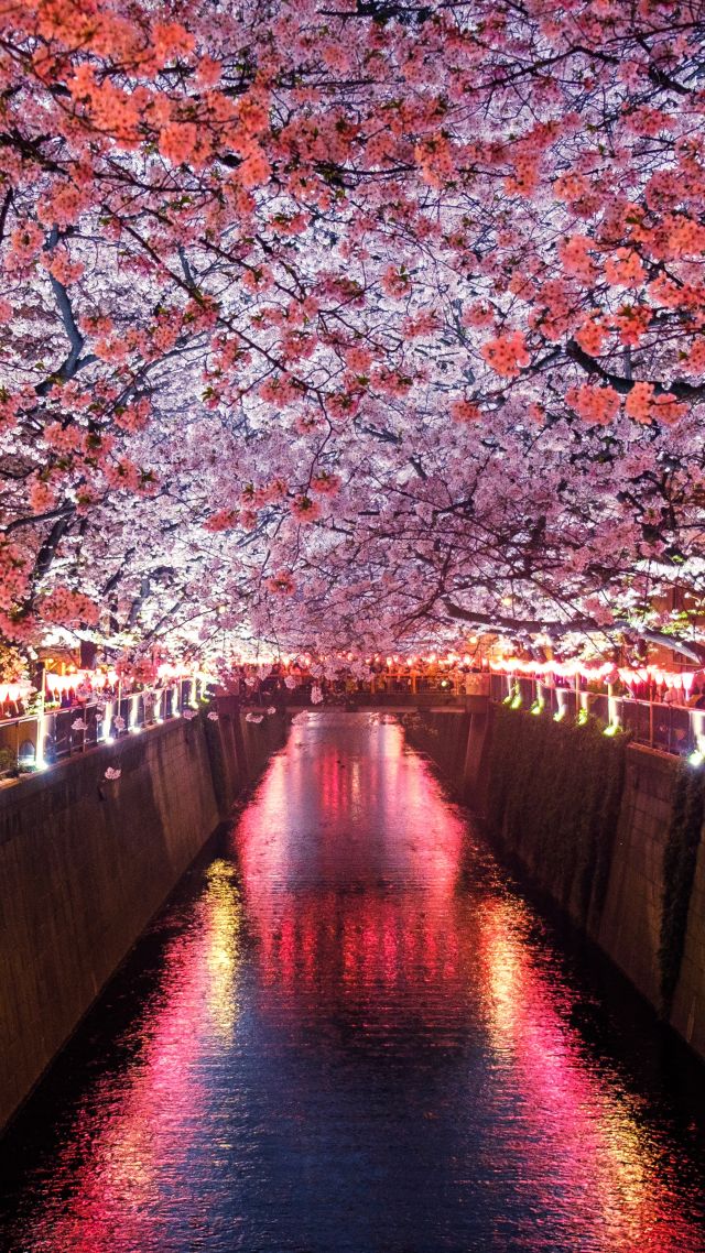 Сакура, Sakura, Spring, 5K (vertical)