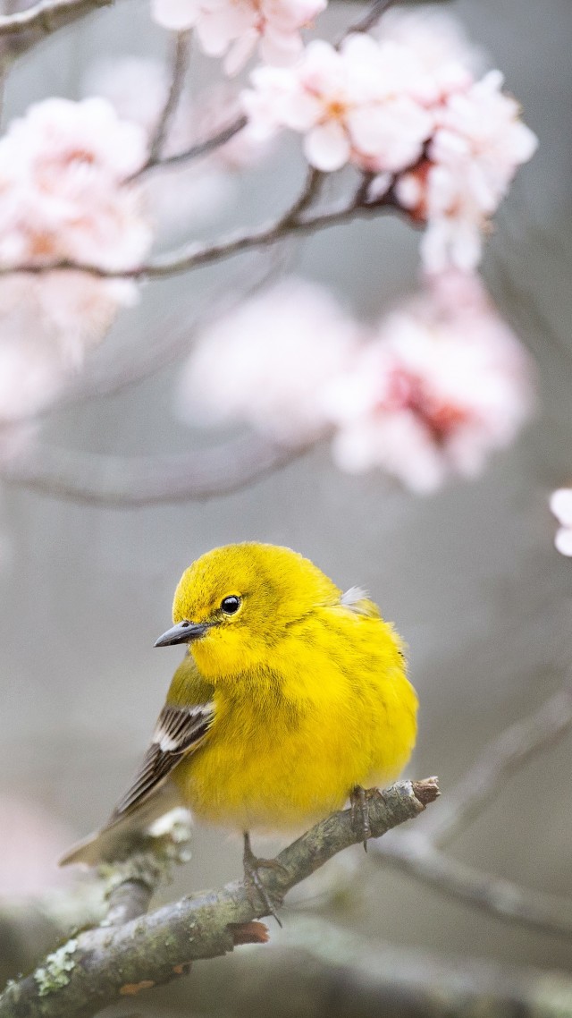 Pine Warbler, bird, yellow, 4K (vertical)