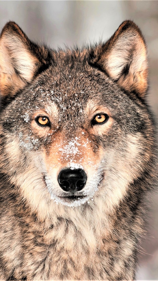 Волк, Wolf, grey, 4K (vertical)