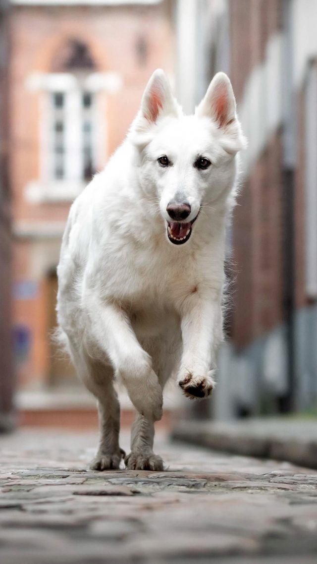 Berger Blanc Suisse, dog, white, 4K (vertical)
