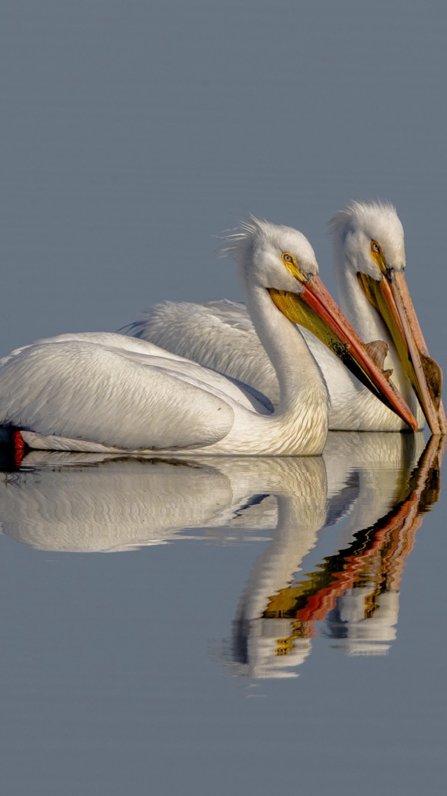 Пеликан, Pelican, bird, reflection, 4K (vertical)