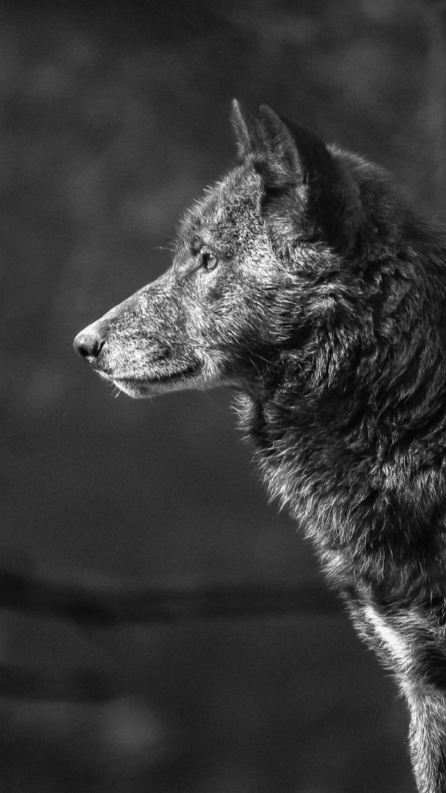 Волк, Wolf, black, 4K (vertical)