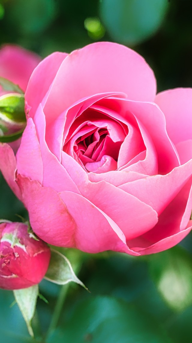 Роза, розовый, цветок, Rose, pink, flower, 5K (vertical)