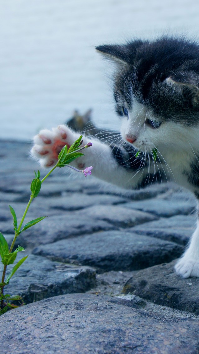 Котенок, цветок, Kitten, funny animals, flower, 4K (vertical)