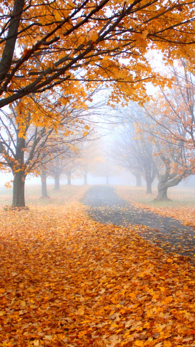 Осень, Autumn, leaves, tree, yellow, 4K (vertical)