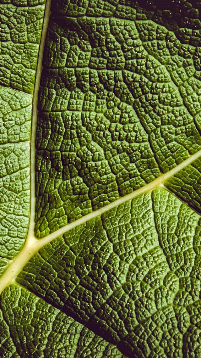 лист, зеленый, leaf, green, 5K (vertical)