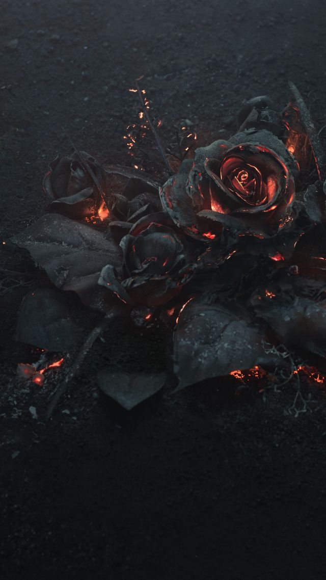 роза, rose, dark, 5K (vertical)