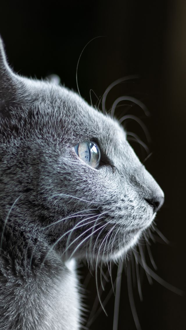 кот, серый, cat, grey, 4K (vertical)