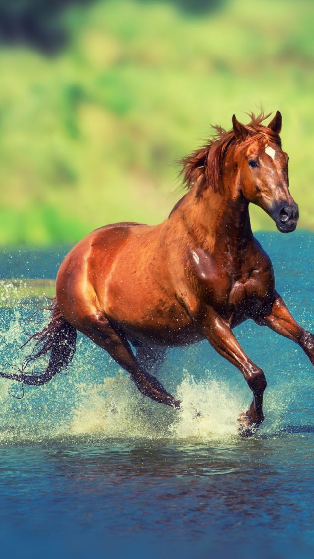 лошадь, horse, brown, 4K (vertical)