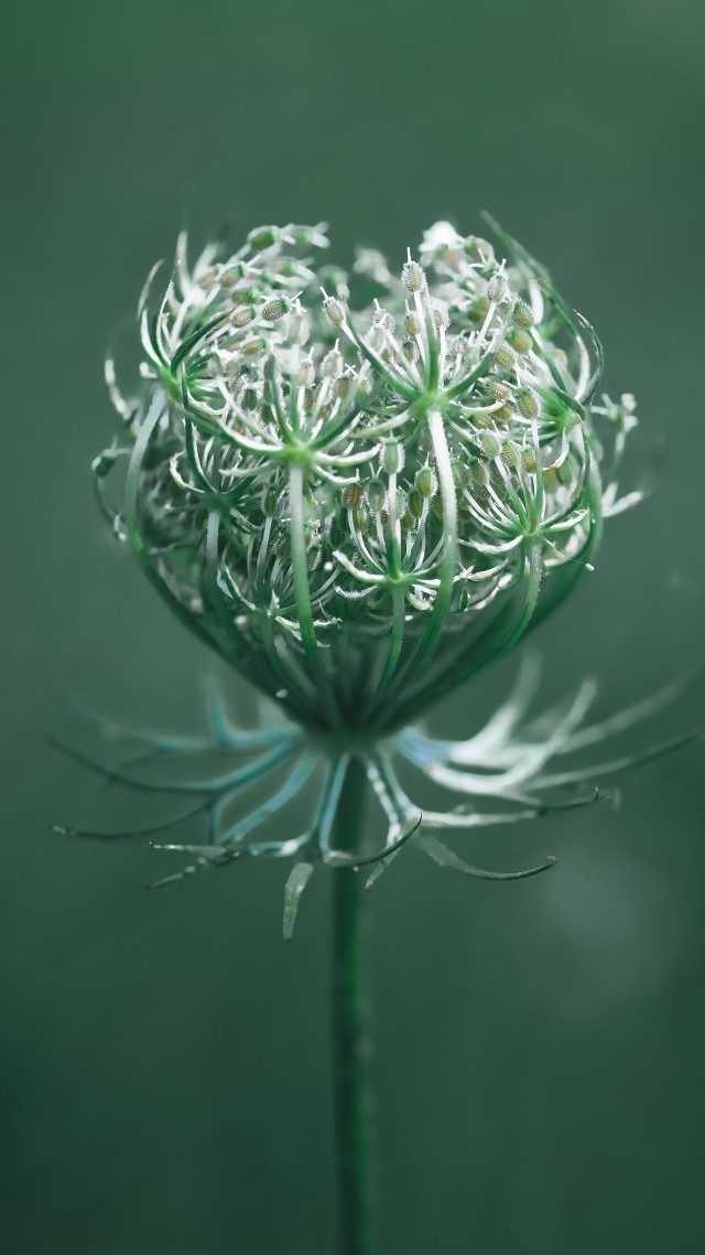 цветок, зеленый, макро, flower, green, macro, 10K (vertical)