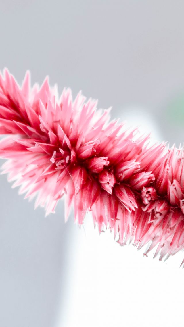 цветок, розовый, pink, white, flower, 5K (vertical)