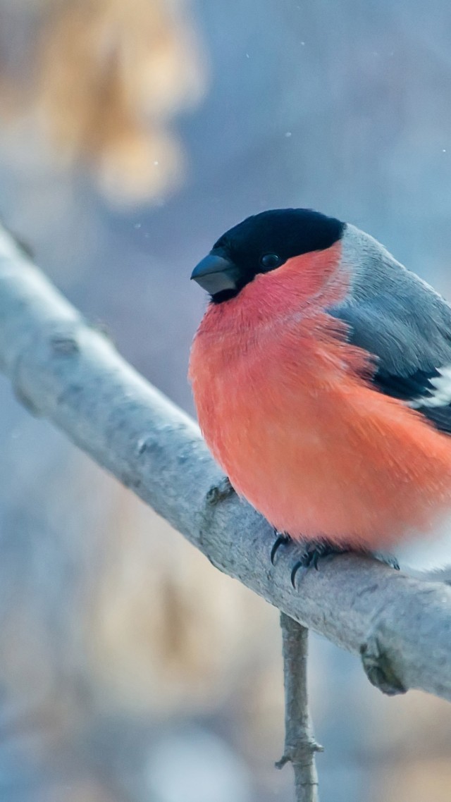 снегирь, bullfinch, bird, orange, 4K (vertical)