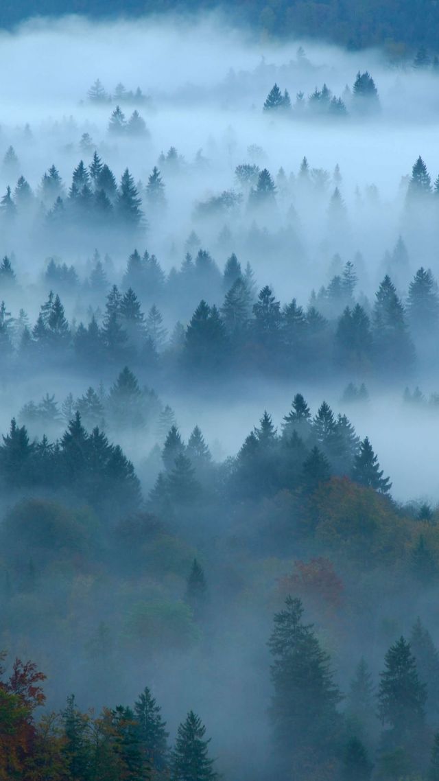 дымка, туман, лес, fog, forest, Bing, Microsoft, 4K (vertical)