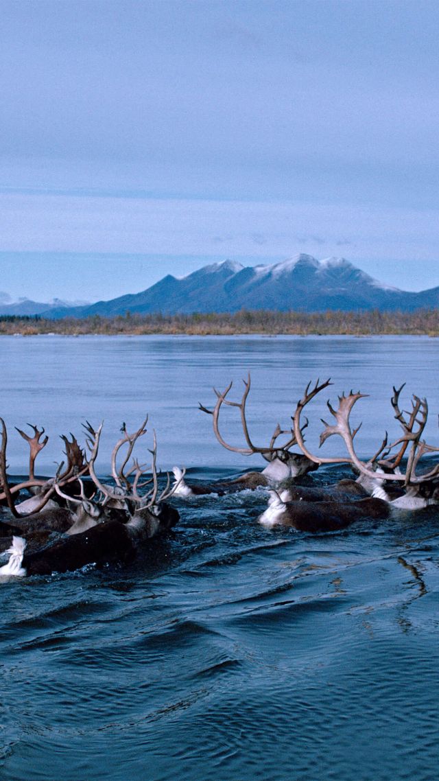 Аляска, олень, deer, Alaska, Kobuk River, Bing, Microsoft, 4K (vertical)