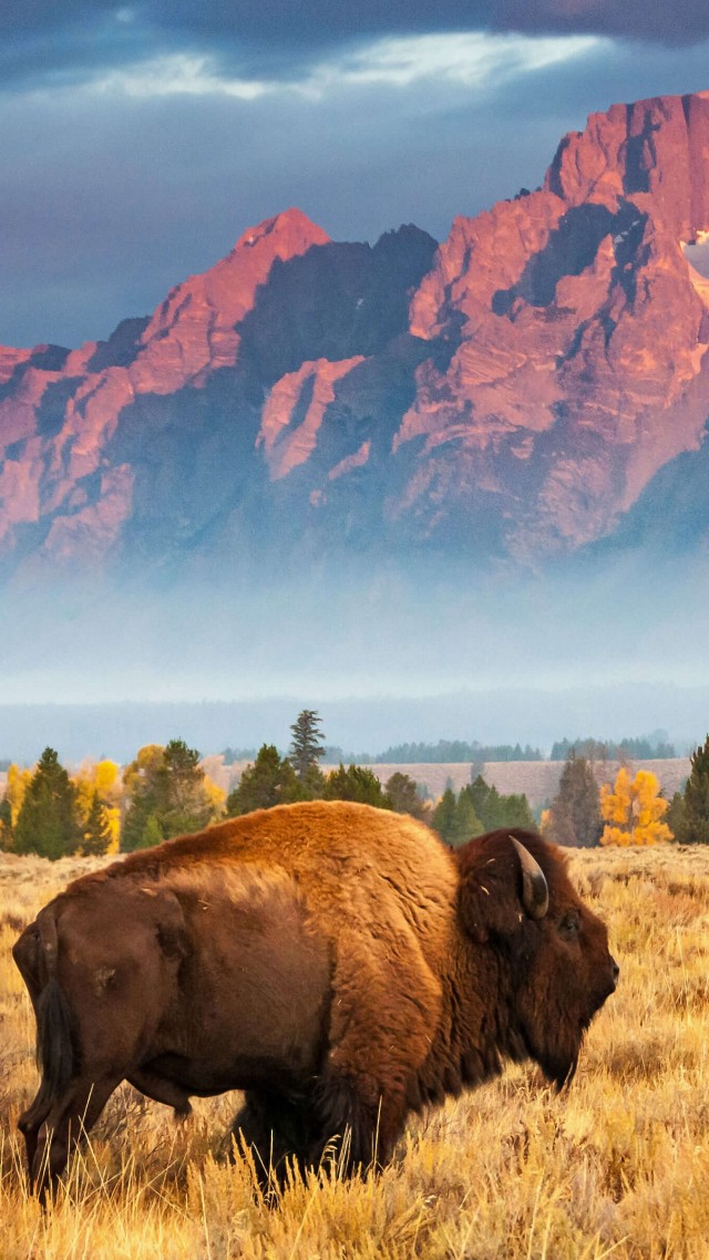 Бизон, bison, Grand Teton National Park, Wyoming, USA, Bing, Microsoft, 4K (vertical)