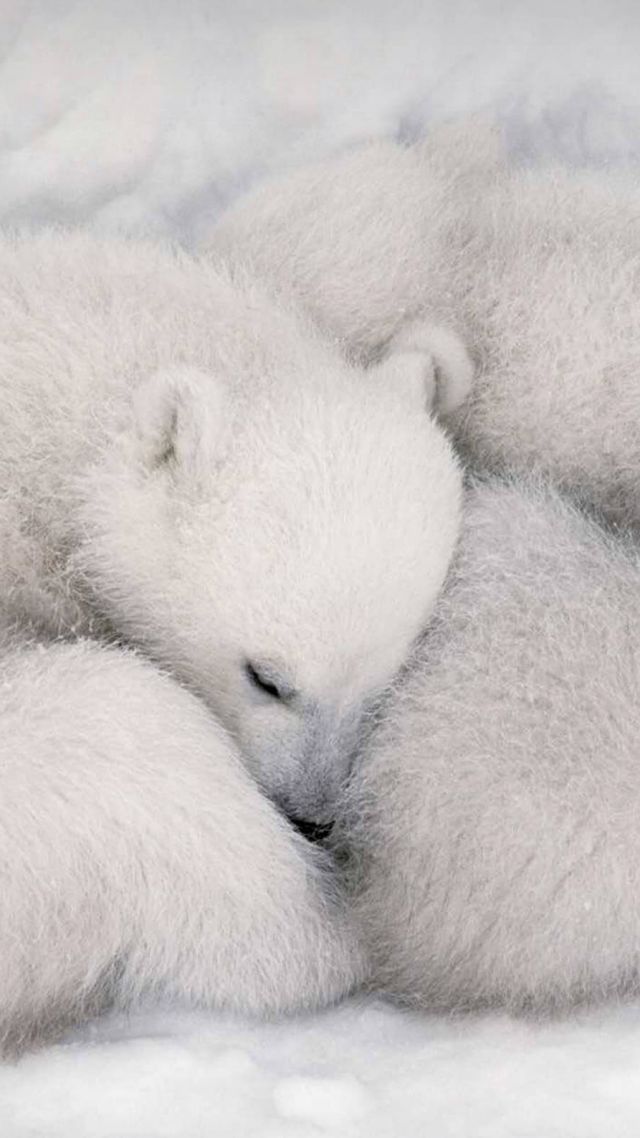 белый медведь, белый, медведь, white bear, white, bear, cute animals, HD (vertical)