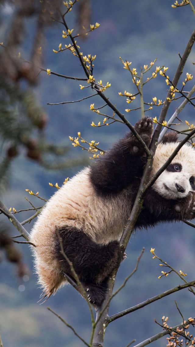 панда, panda, cute animals, 4K (vertical)
