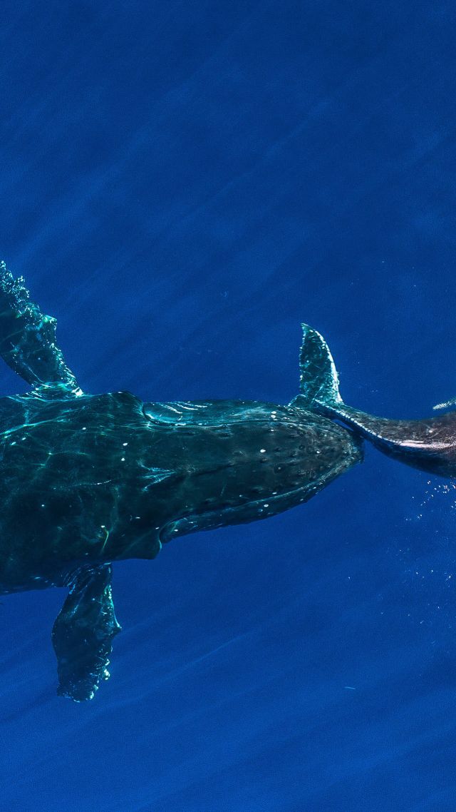 кит, океан, whale, ocean, blue, 4K (vertical)