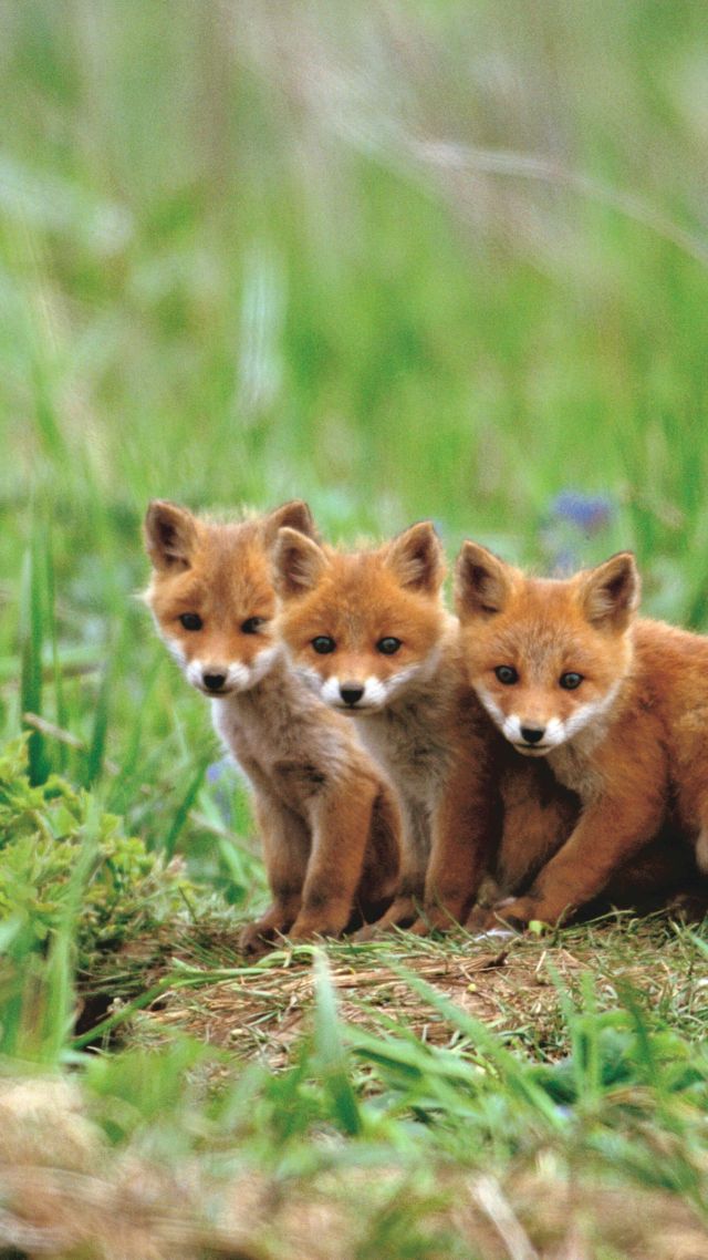 лиса, fox, cute animals, red, 5K (vertical)