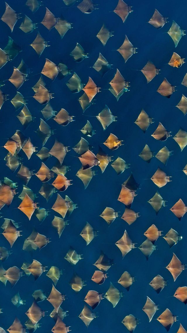 скат, вода, рыба, devil ray, water, fish, 5K (vertical)