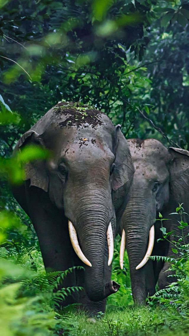 слон, джунгли, elephant, cute animals, jungle, 4K (vertical)