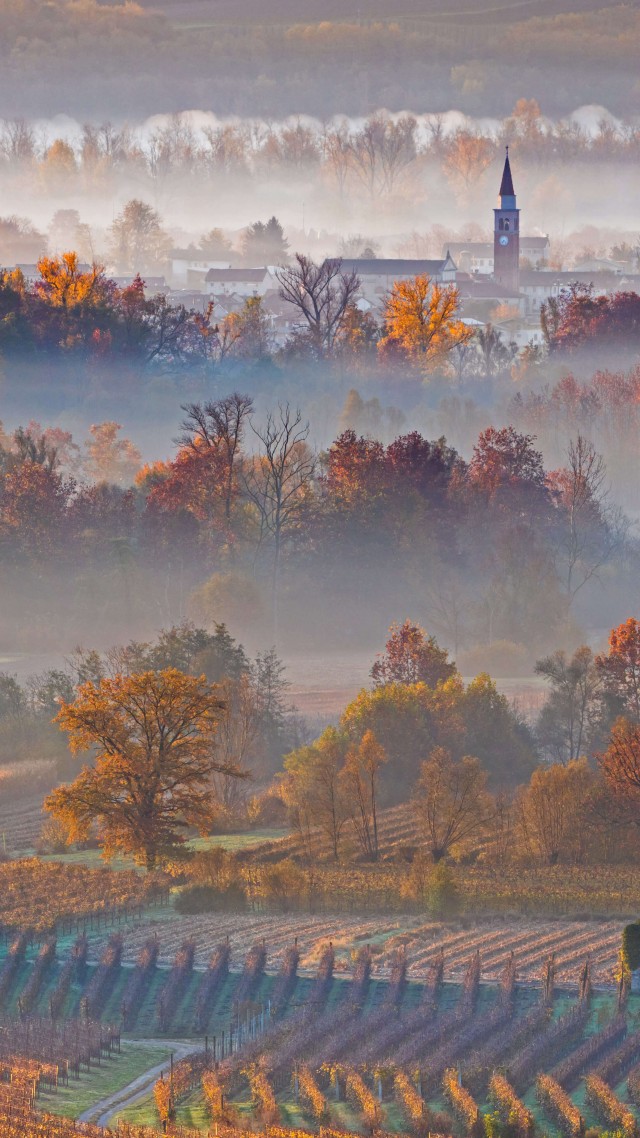 Европа, осень, туман, деревья, Europe, autumn, fog, trees, 8K (vertical)
