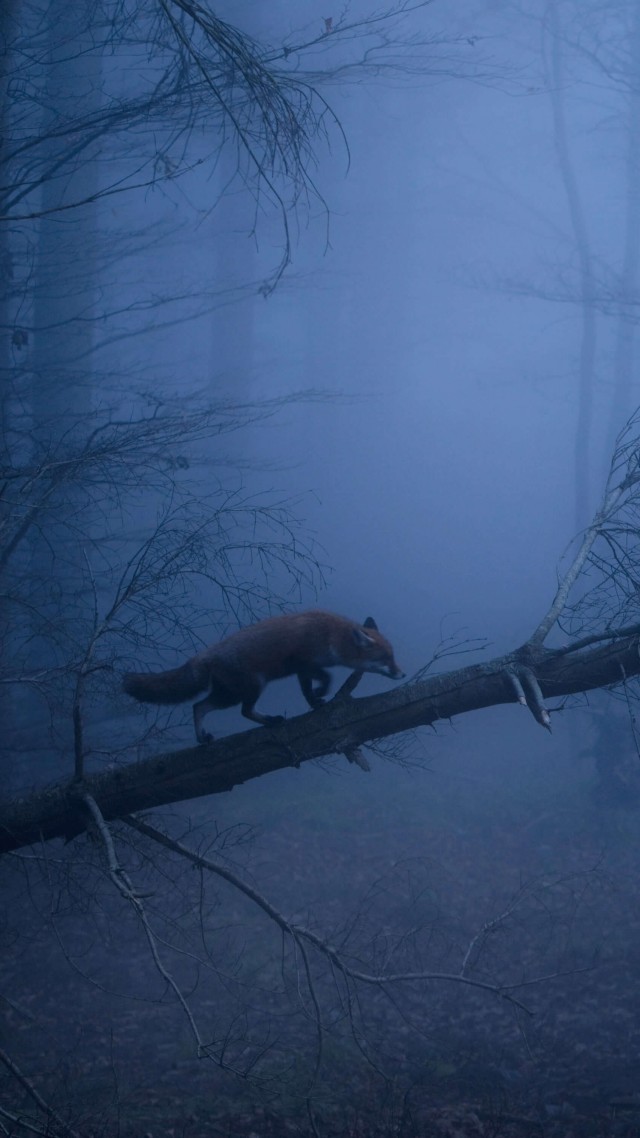 лиса, лес, туман, fox, dark, forest, fog, 5K (vertical)
