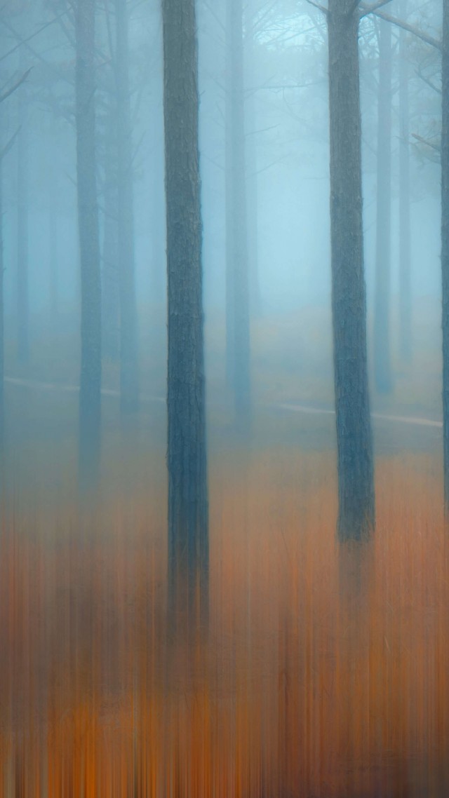 лес, деревья, туман, forest, trees, fog, 5K (vertical)