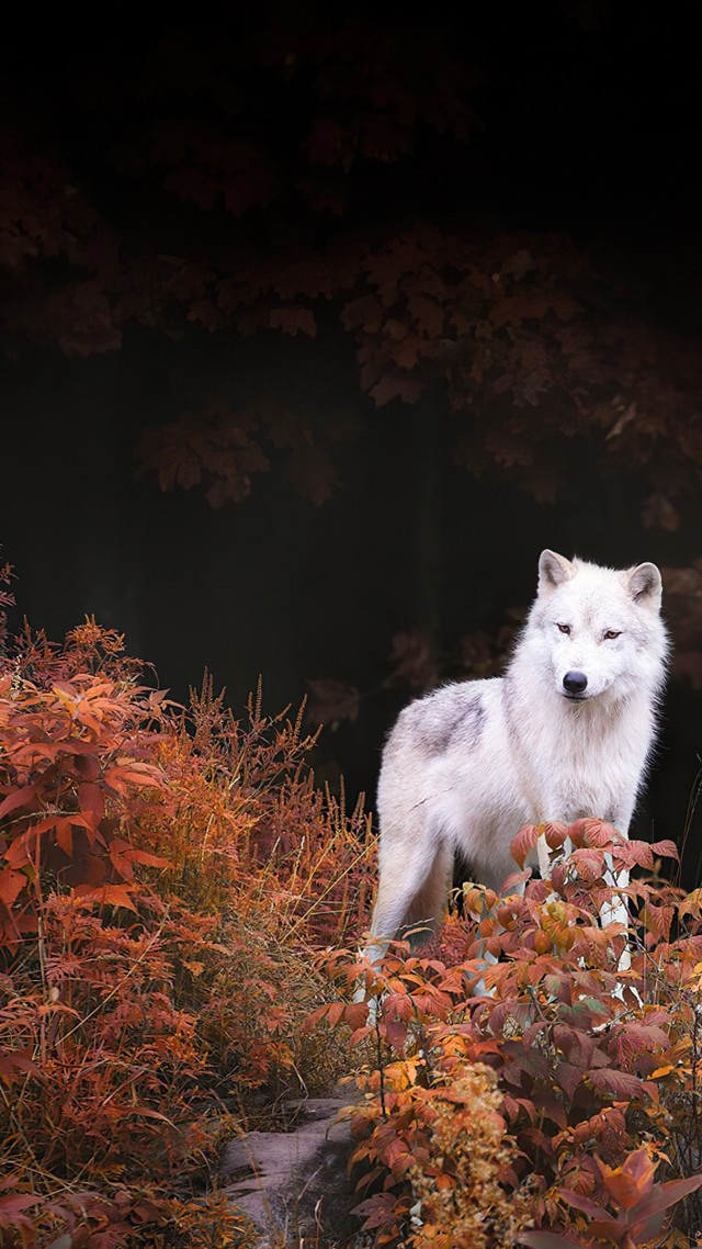 волк, белый, осень, лес, wolf, white, autumn, forest, 4K (vertical)