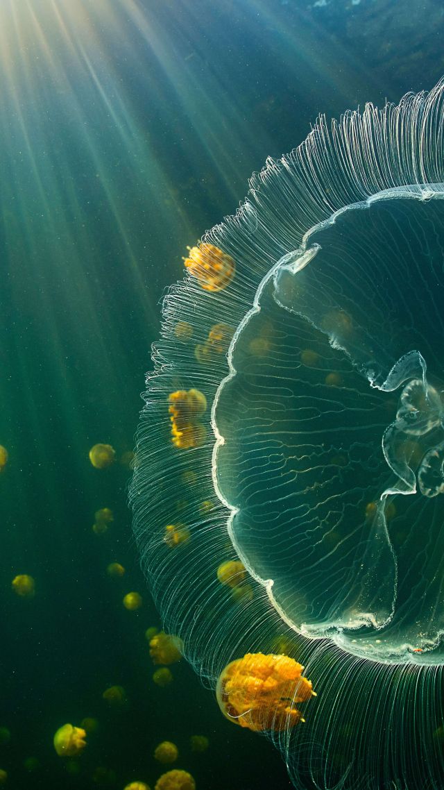 медуза, jellyfish, underwater, 8K (vertical)