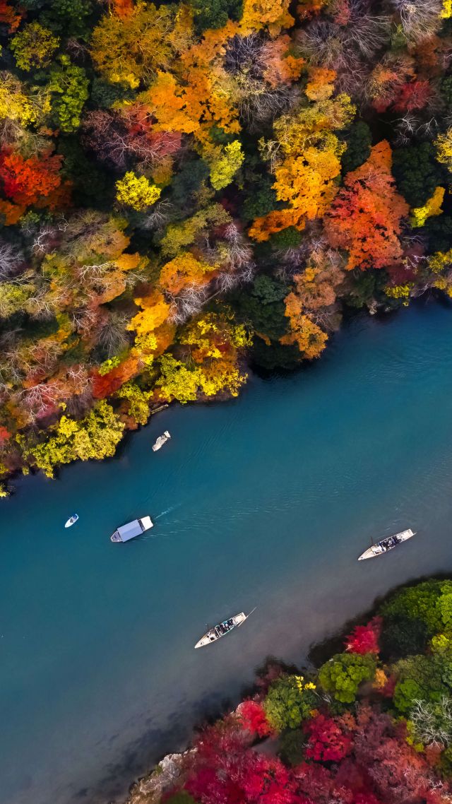 река, лес, осень, river, forest, colors, autumn, 5K (vertical)