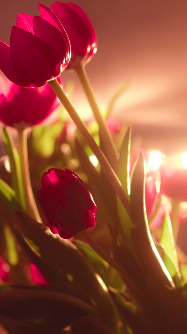 тюльпаны, 4k, HD, красные, День Валентина, 14 Февраля, tulips, 4k, HD wallpaper, red, Valentine's Day, February 14 (vertical)