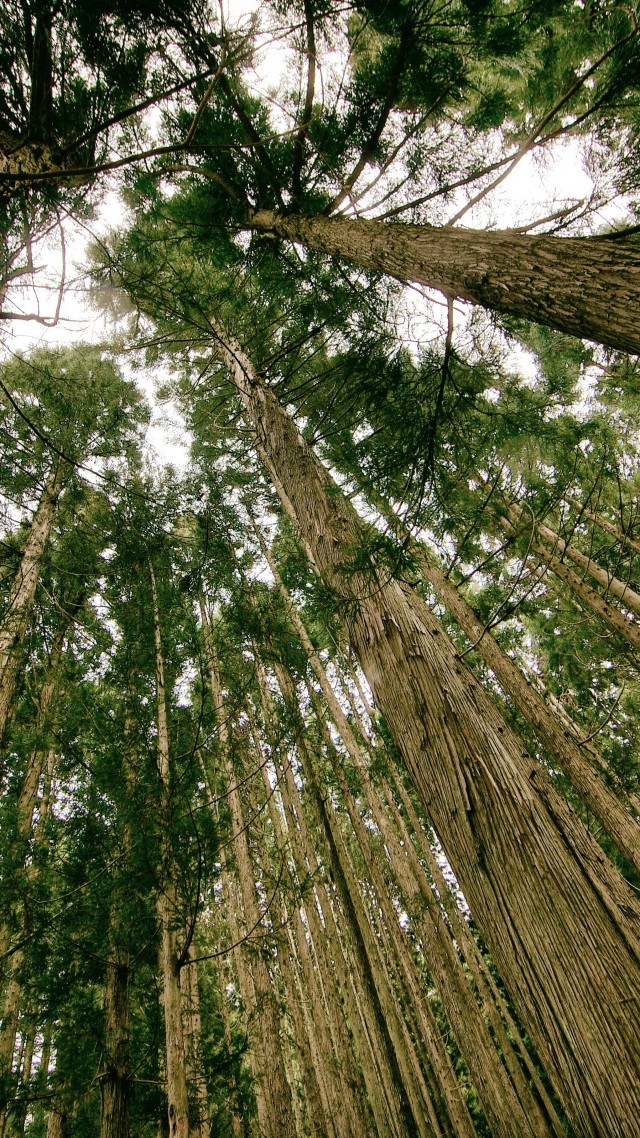 лес, 5k, 4k, деревья, зеленый, обои, forest, 5k, 4k wallpaper, threes, green, wallpaper (vertical)