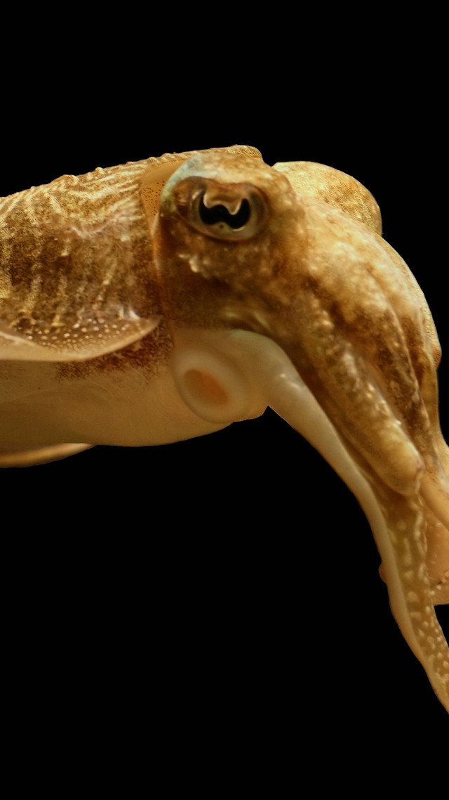 каракатица, камуфляж, существа подводного мира, Cuttlefish, broadclub cuttlefish, deep sea creatures, Sepia latimanus, skin color (vertical)