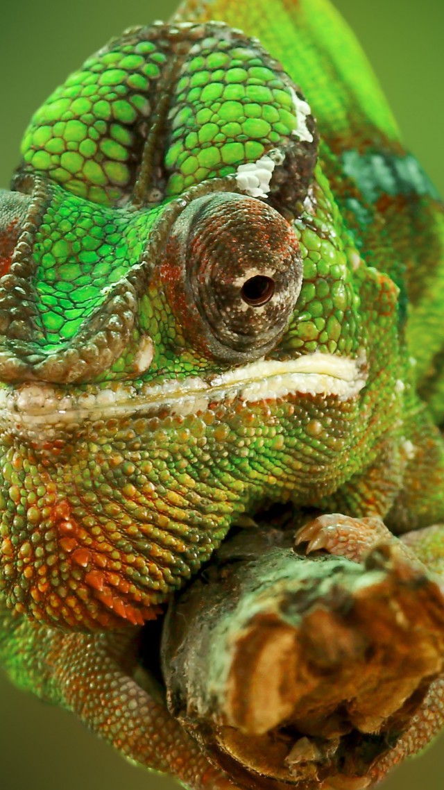 хамелеон, изменение цвета, ящерица, Chameleon, color change, lizard, Veiled chameleon, Panther chameleon, Jackson's chameleon, macro photo (vertical)