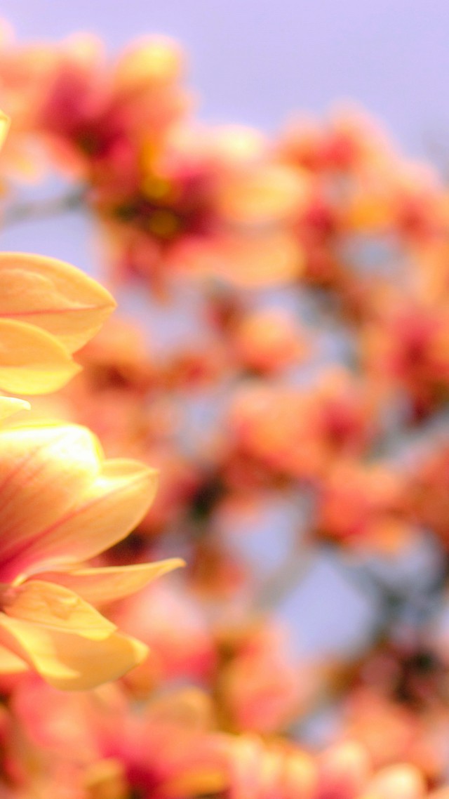 Магнолия, 4k, HD, Азия, весна, цветок, Magnolia, 4k, HD wallpaper, Asia, spring, flower (vertical)