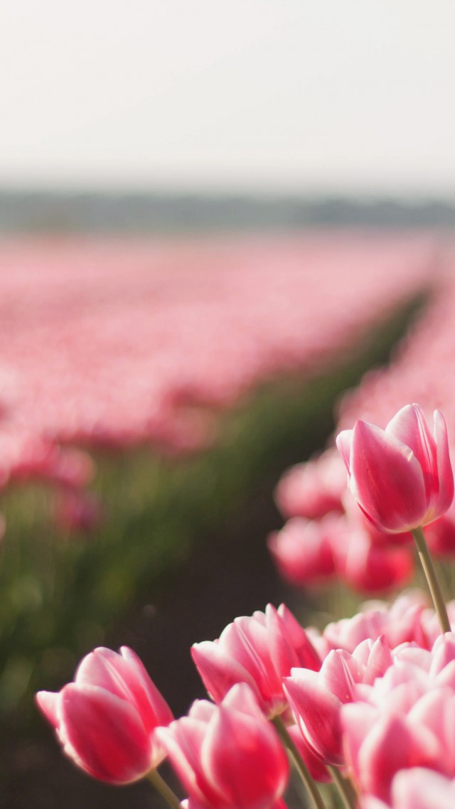 Тюльпан, 4k, HD, весна, цветок, поле, Tulip, 4k, HD wallpaper, spring, flower, field (vertical)