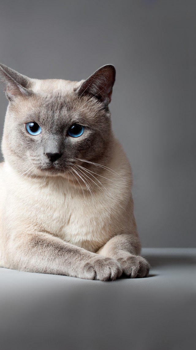 Тайская кошка, Тайский кот, голубые глаза, животное, Thai cat, blue eyes, animal (vertical)