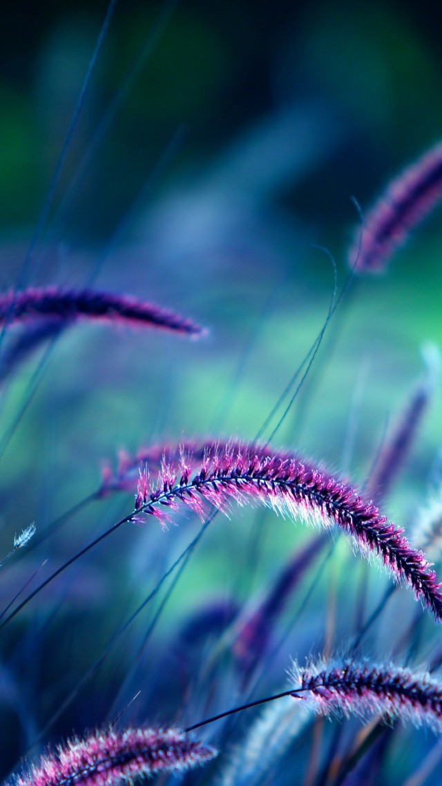 Трава, 5k, 4k, фиолетовый, колосья, Grass, 5k, 4k wallpaper, purple, ears (vertical)