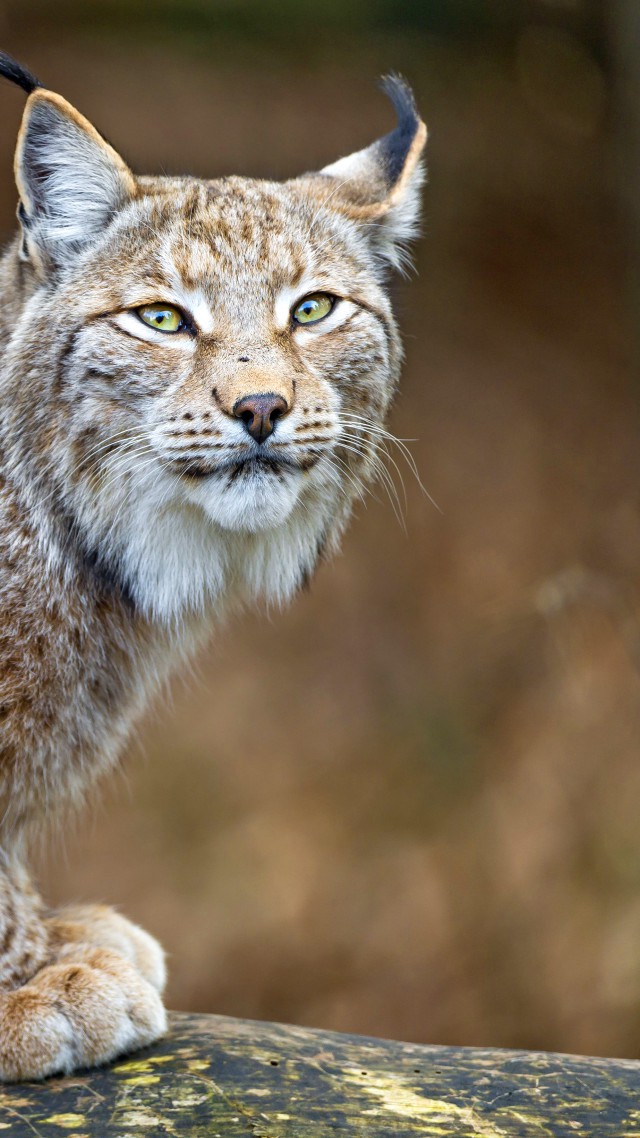 Рысь, хищник, Самые опасные хищники, lynx, World's dangerous animals, predator (vertical)
