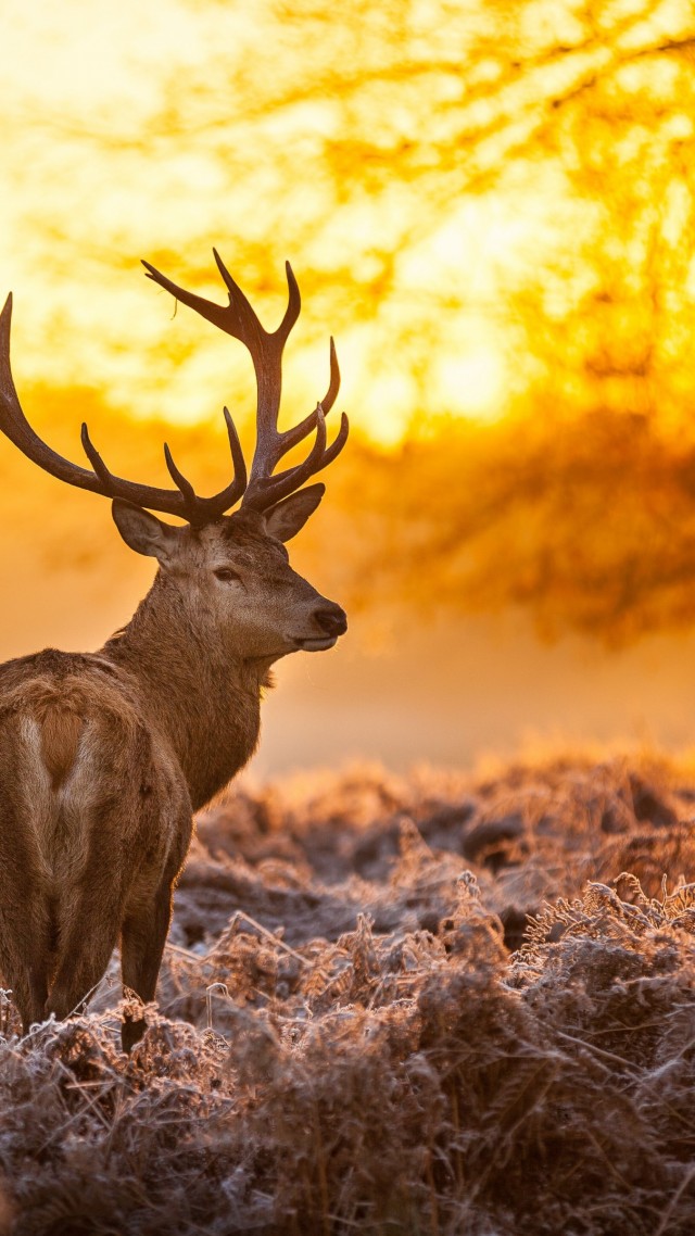Олень, 4k, HD, природа, дикая, закат, зима, Deer, 4k, HD wallpaper, wild, sun, yellow, nature, winter (vertical)