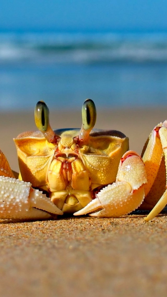 Краб, Средиземное море, песок, смешное, милые животные, Crab, Mediterranean sea, sand, funny, cute animals (vertical)