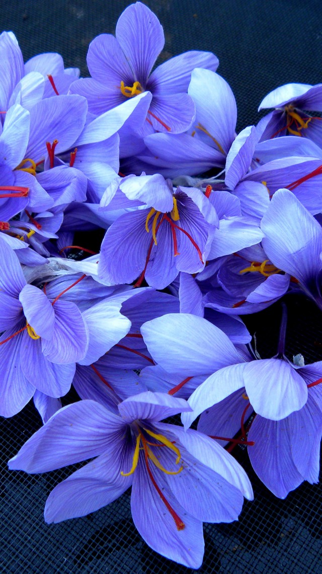 шафран, 4k, HD, цветы, весна, saffron, 4k, HD wallpaper, flowers, spring (vertical)