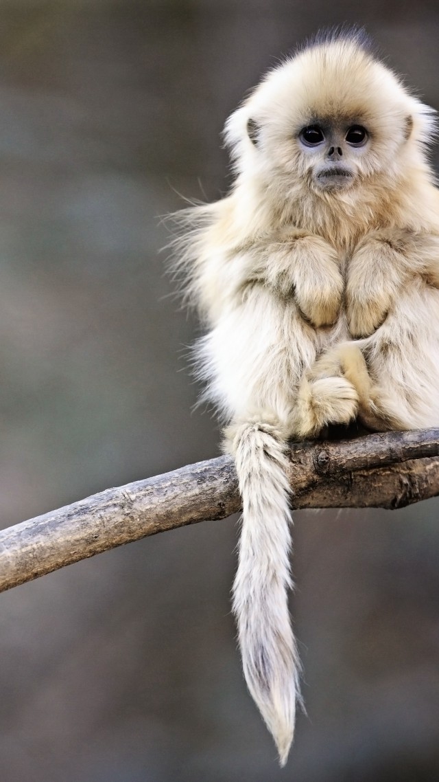 В Китае родилась первая в мире обезьяна-химера
