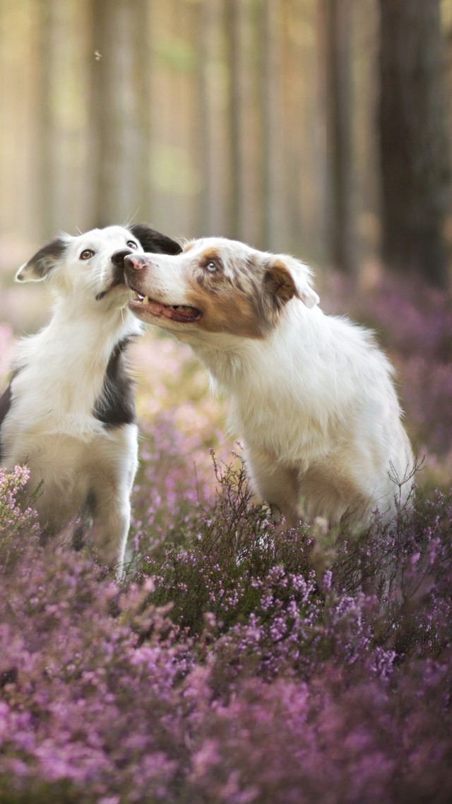 Бордер-колли, собака, поле, милые животные, забавный, Border Collie, dog, field, cute animals, funny (vertical)