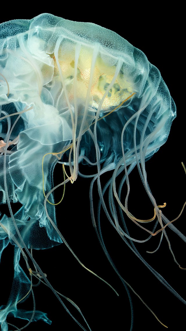 Волосистая цианея, 4k, HD, подводный мир, Apple Watch Wallpaper Jellyfish, 4k, HD wallpaper, Lion's mane jellyfish, underwater (vertical)